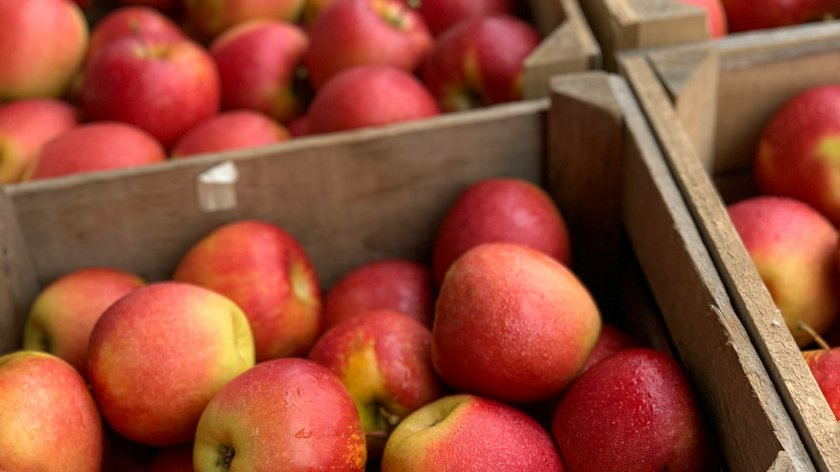 La raccolta delle mele in Alto Adige La raccolta delle mele in Alto Adige