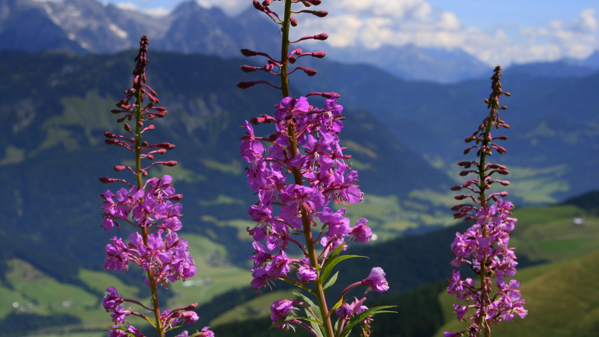 Summer holidays in Val Pusteria/Pustertal: Molaris Lodges